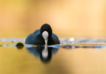 Blässhuhn (Fulica atra) im Herbst auf einem Fluss