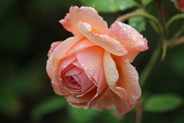 Raindrops on Roses