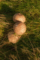 Fungi in the morning dew