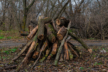 A pile of firewood, harvested by loggers, near a dirt road, in the forest. Harvested firewood, before winter, for heating the home, in the cold.