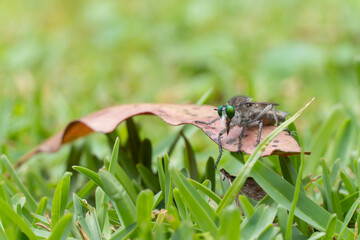 Robber Fly - On leaf surrounded by grass