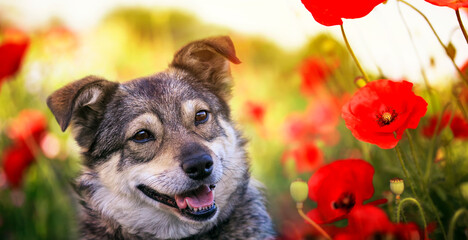 a cute smiling dog sits among the bright red flowers of poppies on a sunny summer day