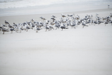 Flock of seagulls at the ocean beach