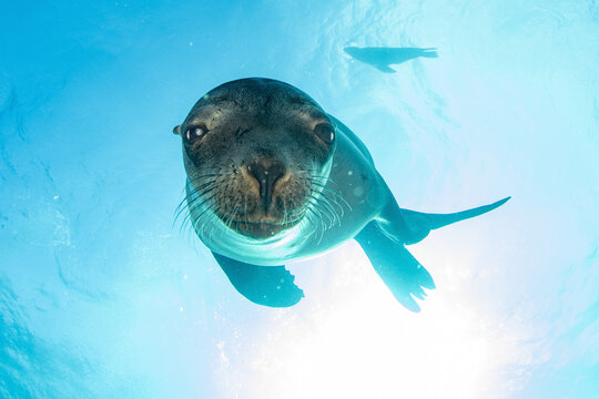 Puppy sea lion underwater looking at you