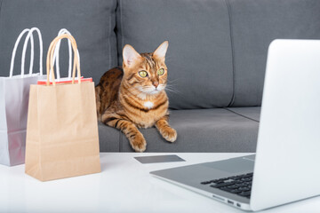 A domestic cat buys gifts for the New Year online.