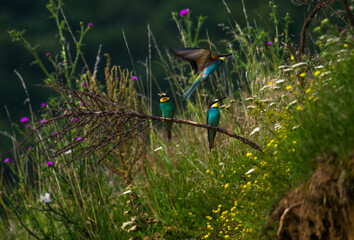 Colorful bee-eater in nature