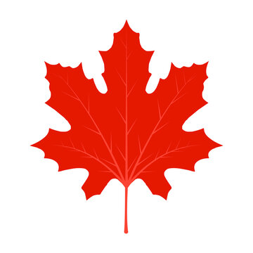 Leaf red maple maple vector canada icon. Leaf maple illustration. Leaf vector symbol maple. Clip art leaf vector