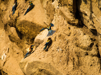 Colorful bee-eater in nature