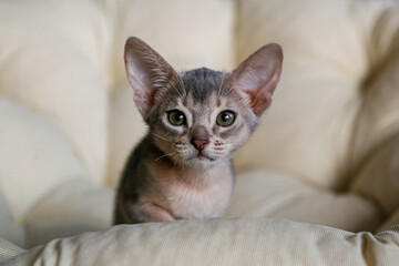 Fototapeta na wymiar Two month old blue-grey abyssinian cat at home. Beautiful purebred short haired kitten on in living room. Close up, copy space, background.