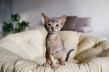 Two month old blue-grey abyssinian cat at home. Beautiful purebred short haired kitten on in living room. Close up, copy space, background. - obrazy, fototapety, plakaty