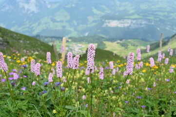 Obraz premium Mountain floral beauty