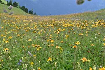 Yellow flowers of Switzerland