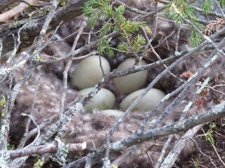 nest, bird, egg