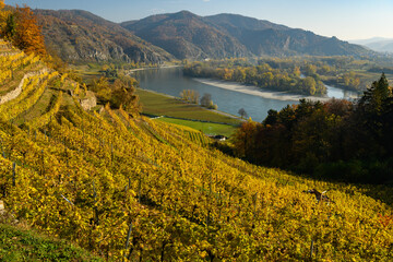 Naklejka premium Vineyards near Weissenkirchen on a sunny day in autumn
