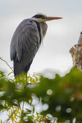 Graureiher (Ardea cinerea) Nahaufnahme
