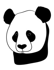 Portrait of panda