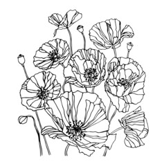 Poppies hand drawn ink illustration. Vector black and white floral drawing of poppy 