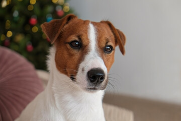 Jack Russell terrier as christmas present for children concept. Four months old adorable doggy on couch by the holiday tree, festive bokeh lights. Festive background, close up, copy space.