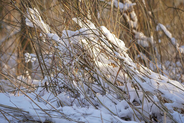 Fototapeta premium Snowy plants in a swamp