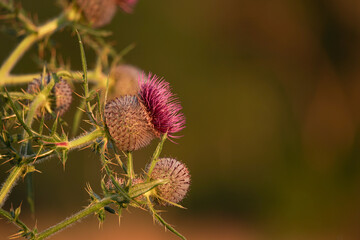 Purple flower of a thistle