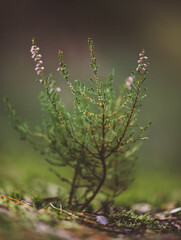 Heidekräuter (Erica), Nahaufnahme
