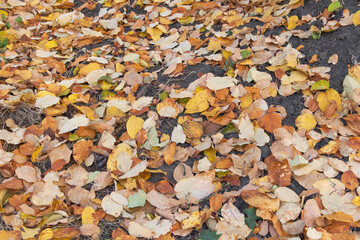 Yellow quince tree leaves fallen down in autumn