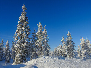 Winterlandschaft mit verschneiten Tannen in Finnland Lappland Muonio