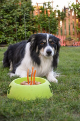 Dog of border collie is eating his birthday cake at the garden. She is so happy with this.