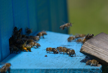 Bees swarming around a bee-entrance of a hive