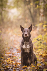 border collie is sitting in the forest. It is autumn portret.