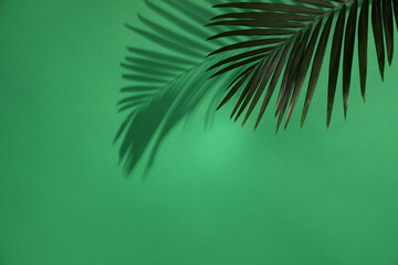 Shadow cast by tropical palm leaf on green background, space for text