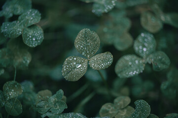 Klee (Trifolium), nahaufnahme, wasser