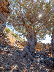 Old olive tree in Greece