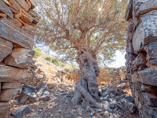 Old olive tree in Greece