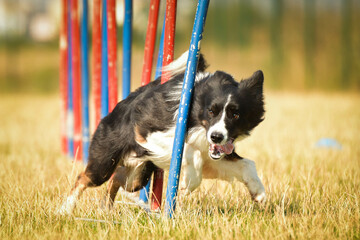 border collie dog in agility slalom on competition. Amazing day on czech agility competition in...