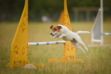 Jack russel is jumping over the hurdles. Amazing day on czech agility privat training