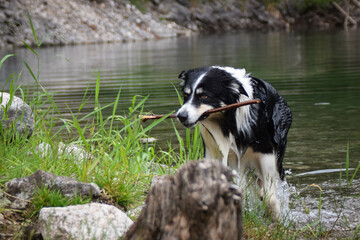 Border collie is going out of water in australia nature. He is wet and funny looking.