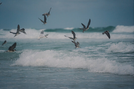 Seabirds hunting on the shoreline