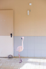 Flamingo im Zoo