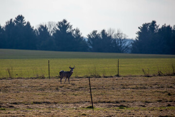 White-tailed deer buck  (odocoileus virginianus) standing in a Wausau, Wisconsin hayfield in November