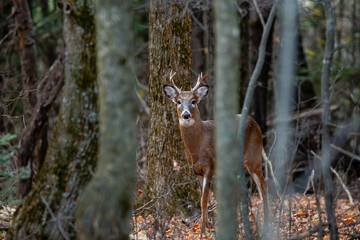 White-tailed deer buck  (odocoileus virginianus) standing in a Wisconsin forest in November