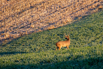 White-tailed deer buck  (odocoileus virginianus) standing in a Wausau, Wisconsin hayfield in November