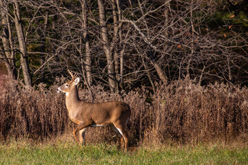 White-tailed deer buck  (odocoileus virginianus) standing alert in a Wausau, Wisconsin hayfield in November