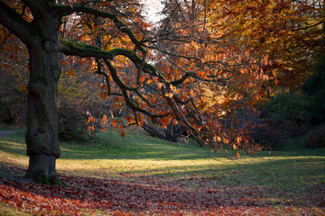 Beautiful autumn oak tree in a park stock images. Fall nature background photo. Oak tree with...