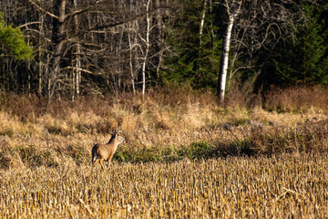 White-tailed deer buck  (odocoileus virginianus) standing in a cornfield in Wausau, Wisconsin during the rut in November
