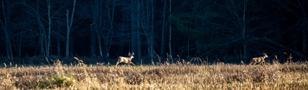 White-tailed deer buck  (odocoileus virginianus) chasing a doe in a Wisconsin cornfield during the rut in November