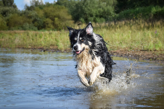 Border collie is running in the water. It was autumn photo workshop.