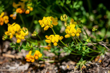 A Lotus Corniculatus Plant, also known as Bird's-Foot Trefoil, Growing in the Sussex Countryside