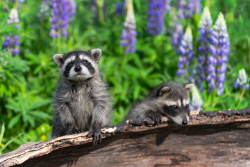 Raccoon (Procyon lotor) Stands Up on Log Next to Sibling Summer