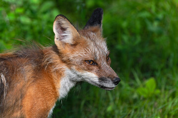 Fototapeta premium Adult Red Fox (Vulpes vulpes) Looks Sideways Summer